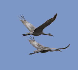 Sandhill Crane 02