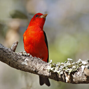 Scarlet Tanager 02