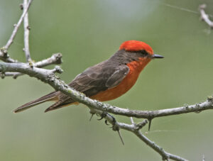 Vermilion Flycatcher 02