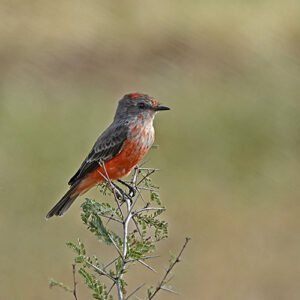 Vermilion Flycatcher 03-500