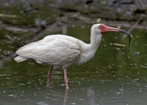 White Ibis 03