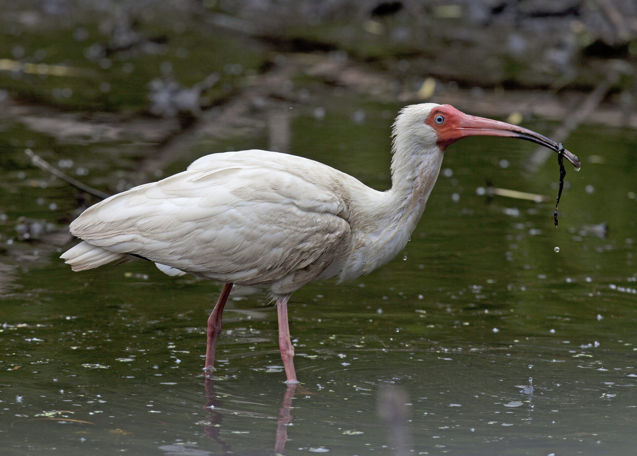 White Ibis 03