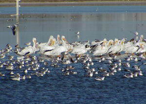 White Pelican 1 (2015_08_15 01_12_47 UTC)