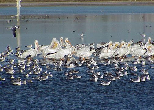 White Pelican 1 (2015_08_15 01_12_47 UTC)