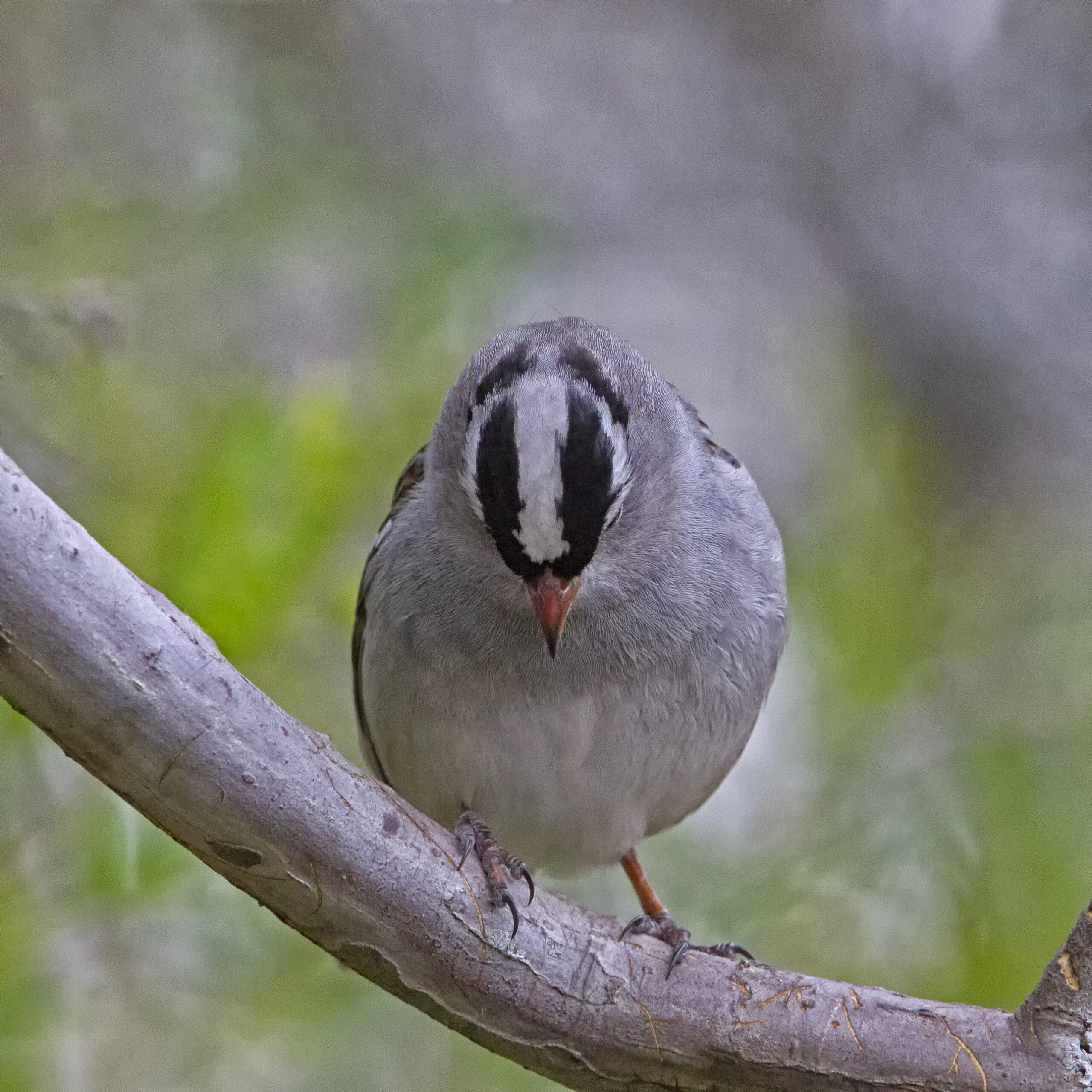 White-crowned Sparrow 05