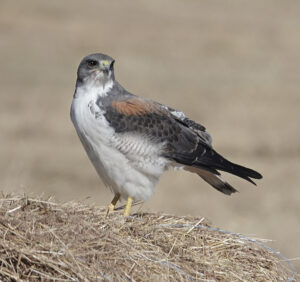 White-tailed Hawk 01