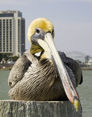 thm-Brown Pelican 01